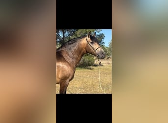 PRE Mix, Stallion, 5 years, 15.2 hh, Buckskin