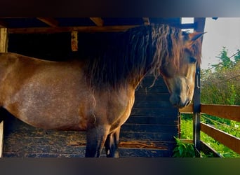 PRE, Stallion, 5 years, 15.2 hh, Can be white
