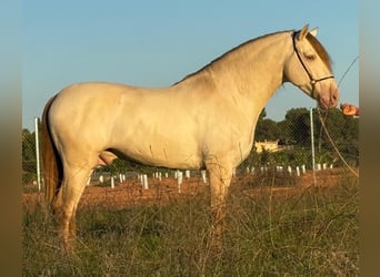 PRE Mix, Stallion, 5 years, 15.2 hh, Champagne