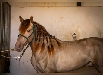 PRE, Stallion, 5 years, 15,2 hh, Champagne