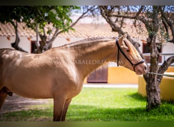 PRE, Stallion, 5 years, 15,2 hh, Champagne