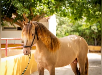 PRE, Stallion, 5 years, 15,2 hh, Champagne