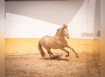 PRE, Stallion, 5 years, 15,2 hh, Champagne