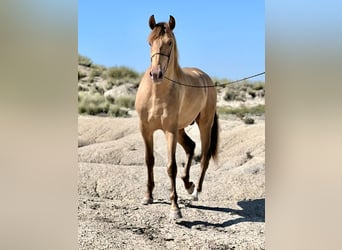 PRE, Stallion, 5 years, 15,2 hh, Champagne