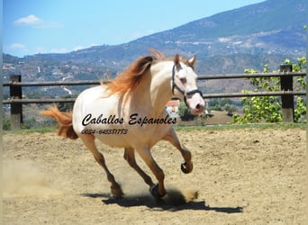 PRE, Stallion, 5 years, 15.2 hh, Cremello