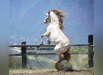 PRE, Stallion, 5 years, 15.2 hh, Cremello