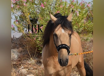 PRE, Stallion, 5 years, 15,2 hh, Dun