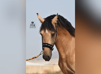 PRE, Stallion, 5 years, 15,2 hh, Dun