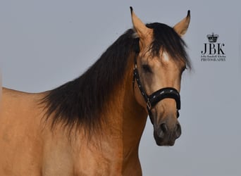 PRE, Stallion, 5 years, 15,2 hh, Dun