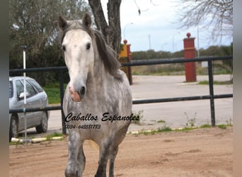 PRE Mix, Stallion, 5 years, 15,2 hh, Gray-Dapple