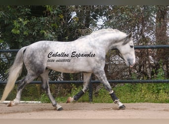 PRE Mix, Stallion, 5 years, 15,2 hh, Gray-Dapple