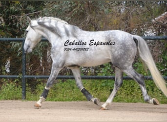 PRE Mix, Stallion, 5 years, 15,2 hh, Gray-Dapple