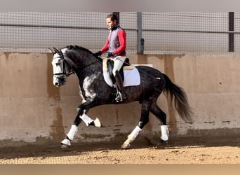PRE, Stallion, 5 years, 15.2 hh, Gray-Dark-Tan