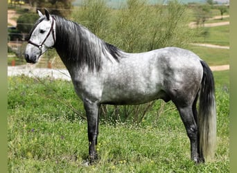 PRE, Stallion, 5 years, 15,2 hh, Gray