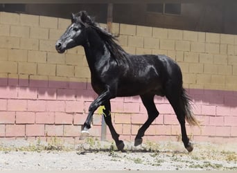 PRE, Stallion, 5 years, 15.2 hh, Grey-Dark-Tan