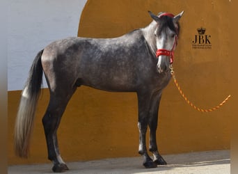 PRE, Stallion, 5 years, 15.2 hh, Grey