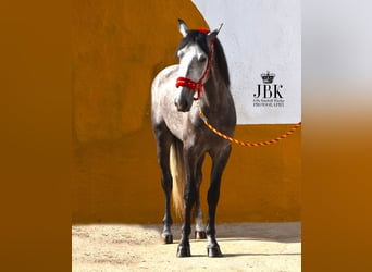 PRE, Stallion, 5 years, 15.2 hh, Grey