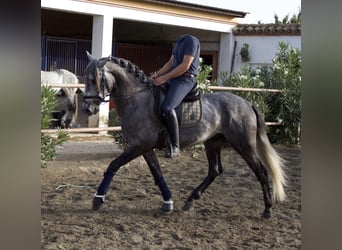 PRE, Stallion, 5 years, 15.2 hh, Grey