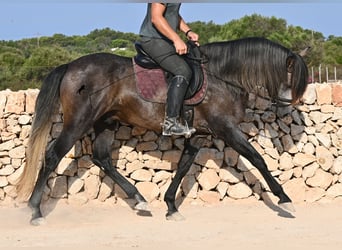 PRE, Stallion, 5 years, 15.2 hh, Grey