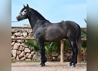 PRE Mix, Stallion, 5 years, 15.2 hh, Grey