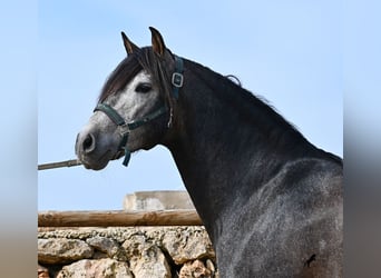 PRE Mix, Stallion, 5 years, 15.2 hh, Grey