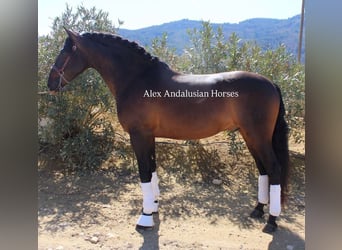 PRE Mix, Stallion, 5 years, 15,3 hh, Bay-Dark