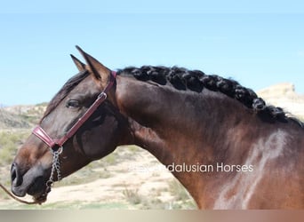 PRE Mix, Stallion, 5 years, 15,3 hh, Bay-Dark