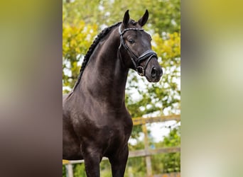 PRE, Stallion, 5 years, 15,3 hh, Black