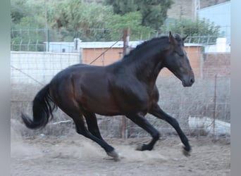 PRE, Stallion, 5 years, 15.3 hh, Brown