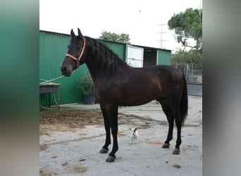 PRE, Stallion, 5 years, 15.3 hh, Brown