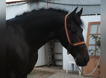 PRE, Stallion, 5 years, 15.3 hh, Brown