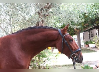 PRE Mix, Stallion, 5 years, 15,3 hh, Brown