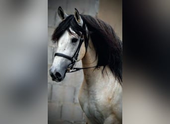 PRE Mix, Stallion, 5 years, 15.3 hh, Can be white