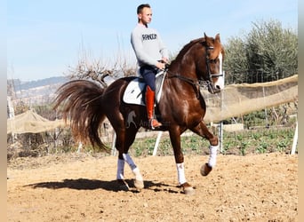 PRE, Stallion, 5 years, 15.3 hh, Chestnut-Red