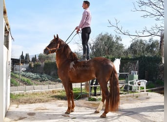 PRE, Stallion, 5 years, 15.3 hh, Chestnut-Red