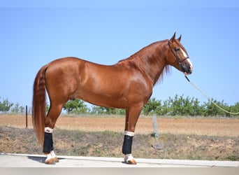 PRE, Stallion, 5 years, 15.3 hh