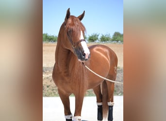 PRE, Stallion, 5 years, 15.3 hh