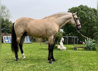 PRE, Stallion, 5 years, 15.3 hh, Dun