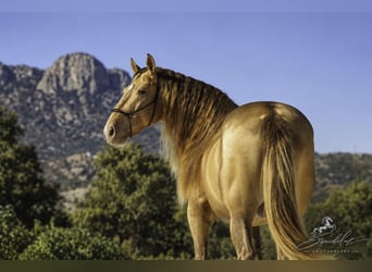 PRE Mix, Stallion, 5 years, 15.3 hh, Perlino