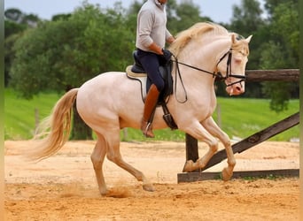 PRE Mix, Stallion, 5 years, 15,1 hh, Perlino