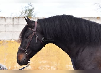 PRE, Stallion, 5 years, 15,2 hh, Bay-Dark