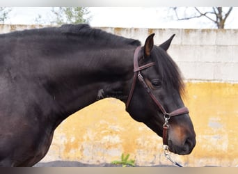 PRE, Stallion, 5 years, 15,2 hh, Bay-Dark