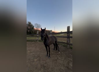 PRE Mix, Stallion, 5 years, 15,2 hh, Black