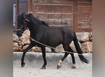 PRE Mix, Stallion, 5 years, 15,2 hh, Black