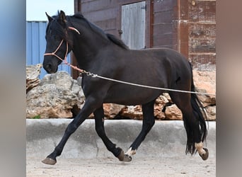 PRE Mix, Stallion, 5 years, 15,2 hh, Black
