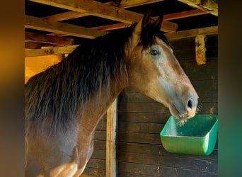 PRE, Stallion, 5 years, 15,2 hh, Can be white