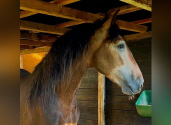 PRE, Stallion, 5 years, 15,2 hh, Can be white