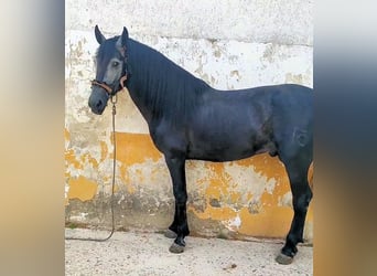 PRE Mix, Stallion, 5 years, 15,2 hh, Gray