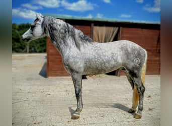 PRE Mix, Stallion, 5 years, 15,2 hh, Grey-Dapple