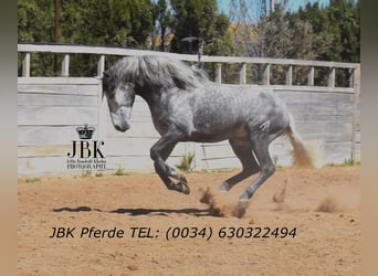 PRE Mix, Stallion, 5 years, 15,2 hh, Grey